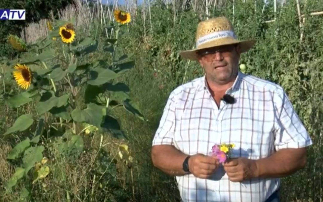 Reportaje en ATV sobre la evolución de la fase experimental de Bioflora Tomate