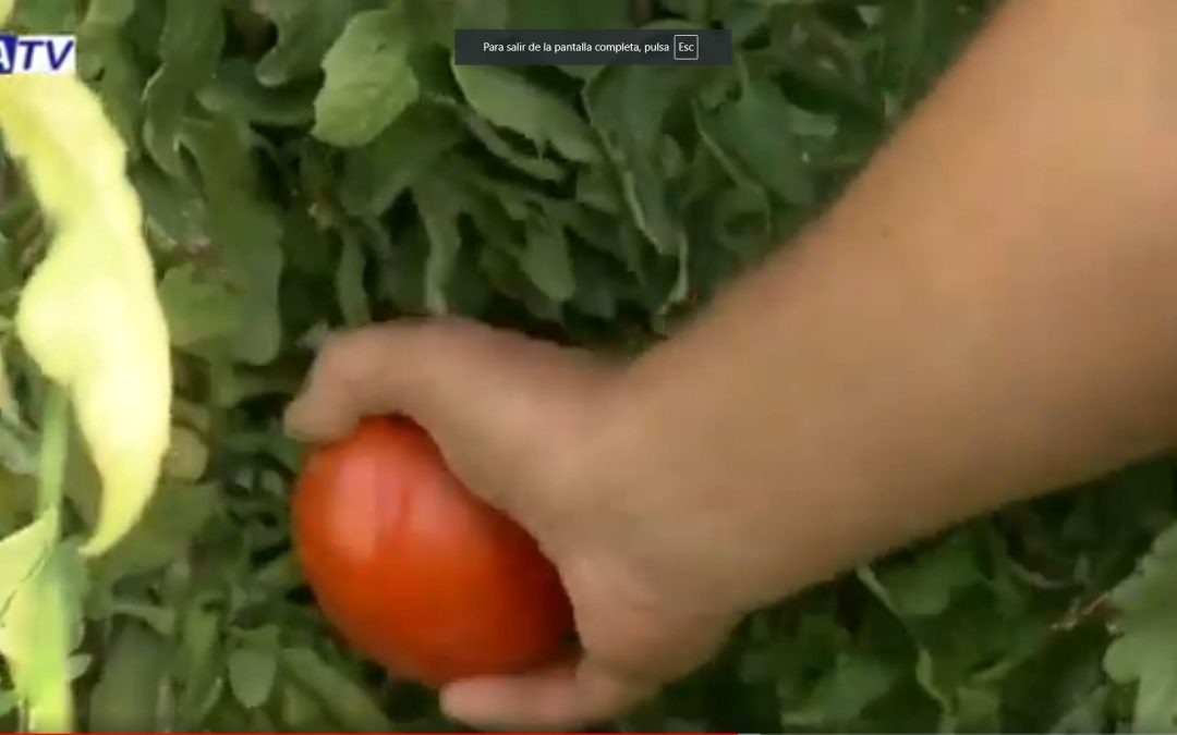 Visitas a campo para el estudio de semillas de Tomate Huevo Toro