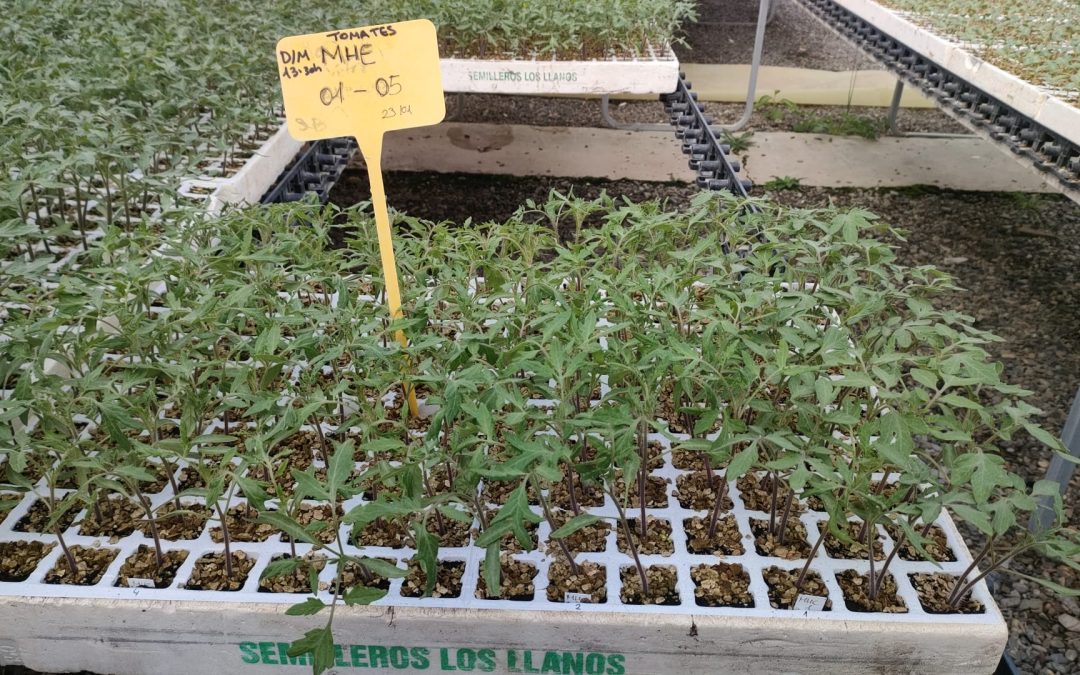 Los plantones de Tomate Huevo Toro para MHE avanzan a buen ritmo