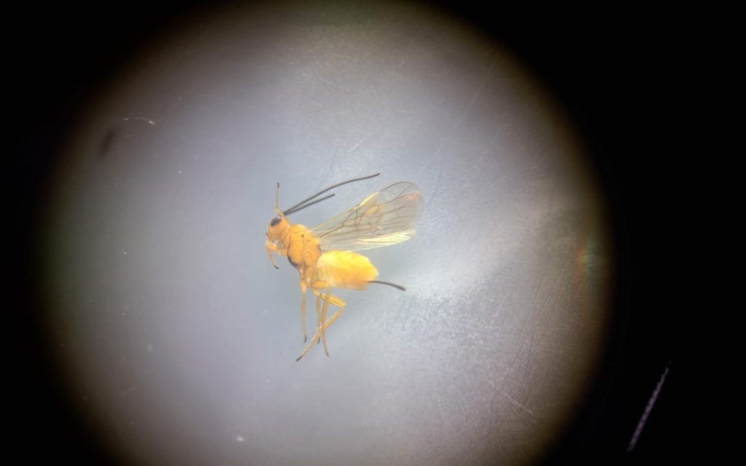 Identificación de la entomofauna auxiliar en GO BIOFLORA