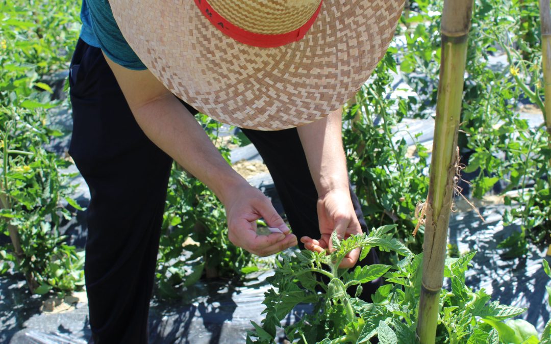 Recogida de datos en finca de experimentación del GO MHE