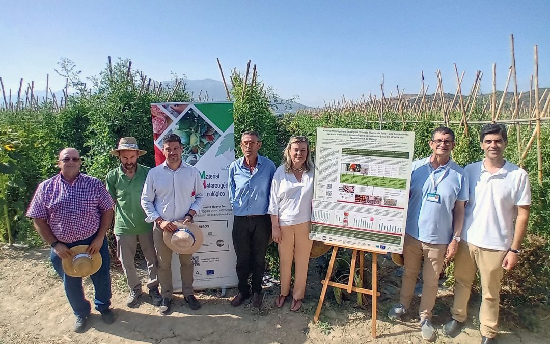 Arranca la campaña del sabor del verano: Tomate Huevo Toro 2025
